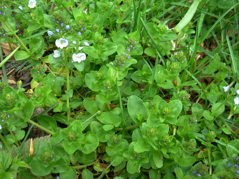 Veronica serpyllifolia / Veronica a foglie di Serpillo